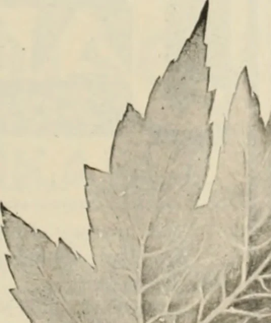 An illustration from Style (1904), 1904, leaf 1550