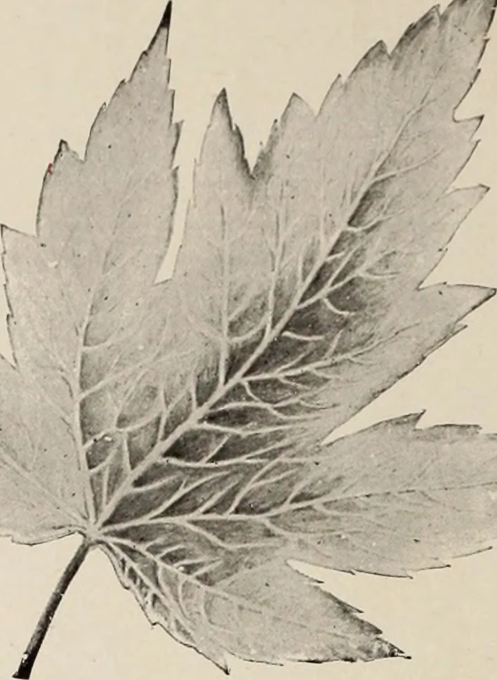 An illustration from Style (1904), 1904, leaf 1711