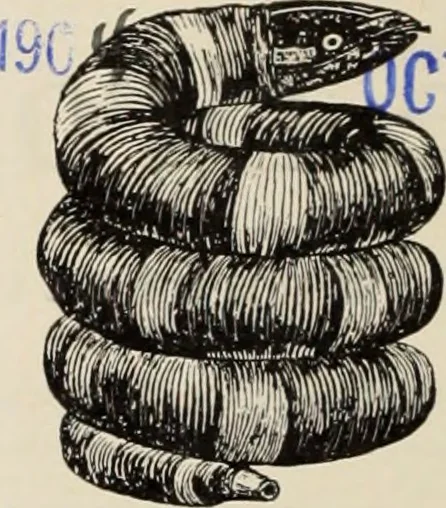 An illustration from Style (1904), 1904, leaf 1843