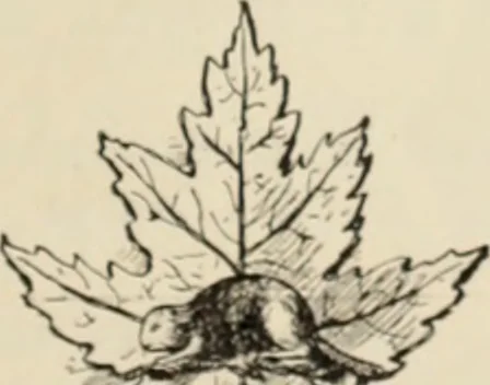 An illustration from Style (1904), 1904, leaf 1844