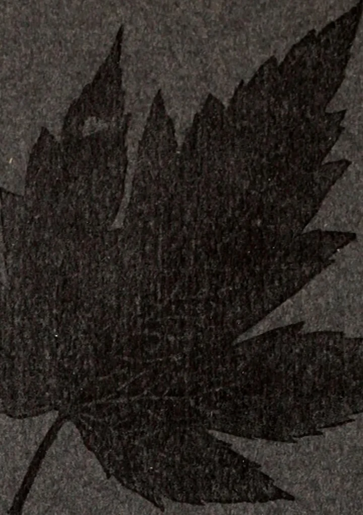 An illustration from Style (1904), 1904, leaf 1867