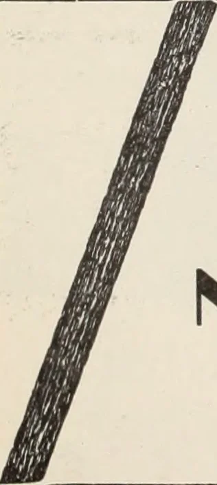 An illustration from Style (1904), 1904, leaf 225