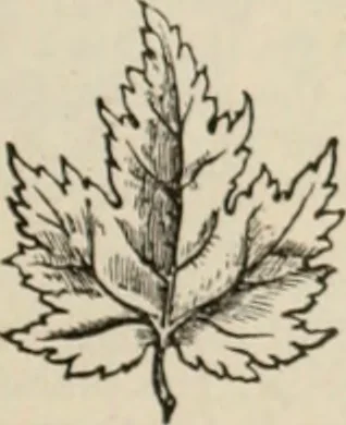An illustration from Style (1904), 1904, leaf 382