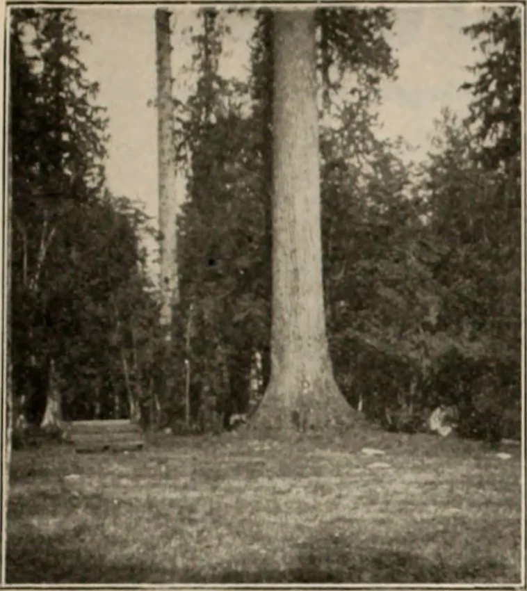 An illustration from Style (1904), 1904, leaf 46