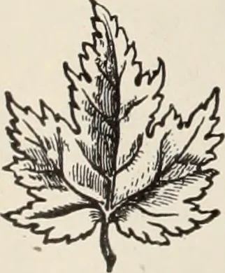 An illustration from Style (1904), 1904, leaf 683
