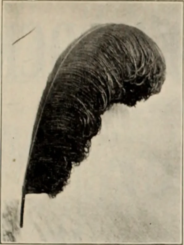 An illustration from Style (1904), 1904, leaf 750