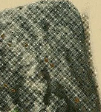 An illustration from Diamonds, pearls and precious stones;, 1913, leaf 6
