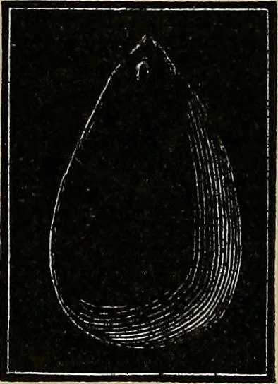 An illustration from Diamonds and precious stones, a popular account of gems .., 1874, leaf 141