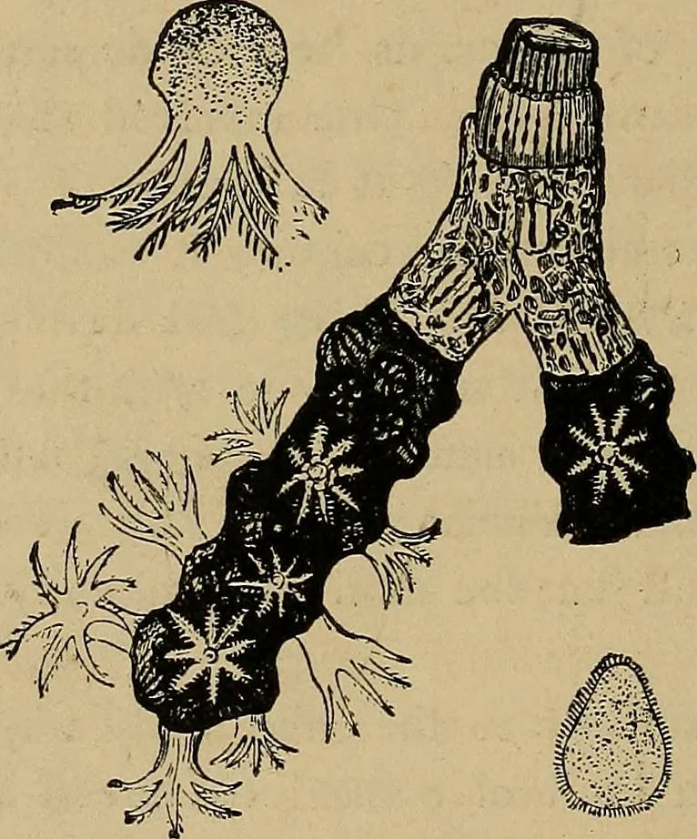 An illustration from Diamonds and precious stones, a popular account of gems .., 1874, leaf 221
