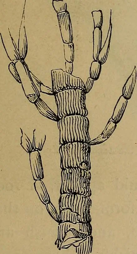 An illustration from Diamonds and precious stones, a popular account of gems .., 1874, leaf 30
