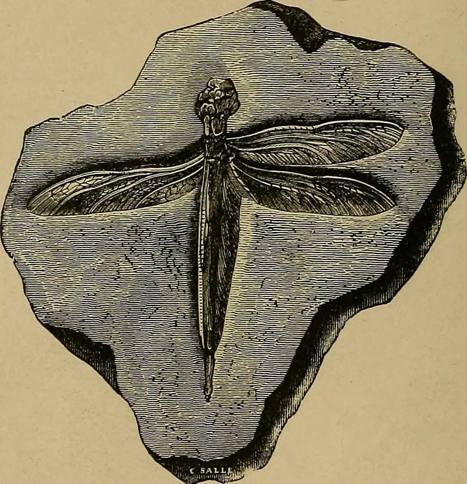 An illustration from Diamonds and precious stones, a popular account of gems .., 1874, leaf 31