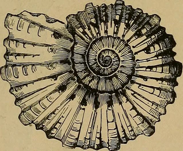 An illustration from Diamonds and precious stones, a popular account of gems .., 1874, leaf 32