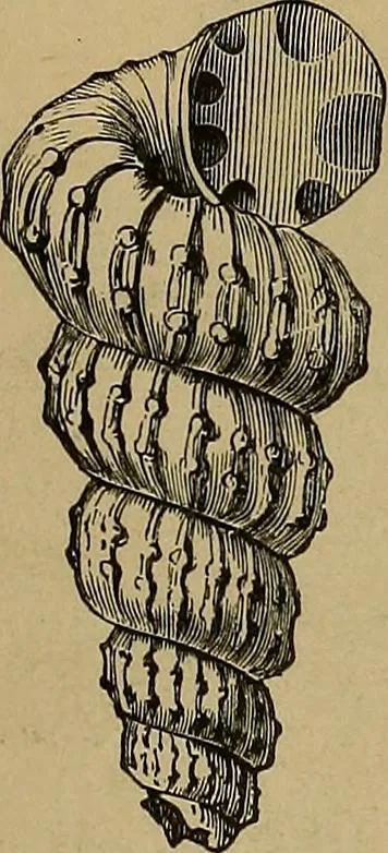 An illustration from Diamonds and precious stones, a popular account of gems .., 1874, leaf 32