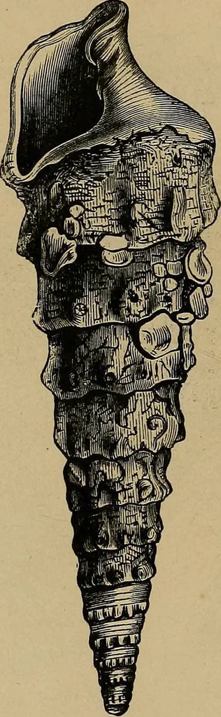 An illustration from Diamonds and precious stones, a popular account of gems .., 1874, leaf 33