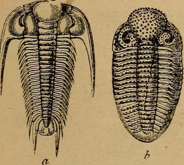 An illustration from Diamonds and precious stones, a popular account of gems .., 1874, leaf 30