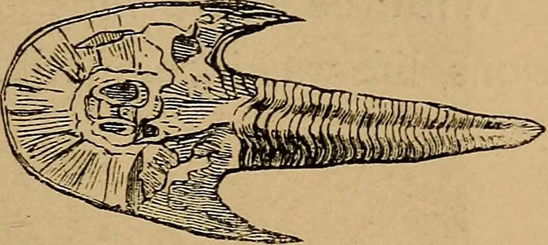 An illustration from Diamonds and precious stones, a popular account of gems .., 1874, leaf 30