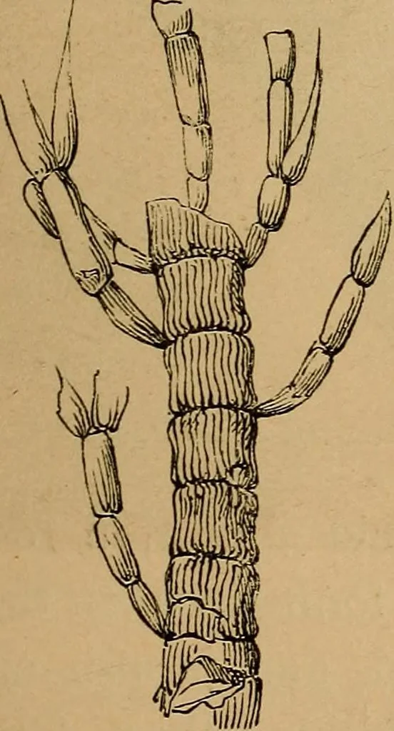 An illustration from Diamonds and precious stones, a popular account of gems .., 1874, leaf 30