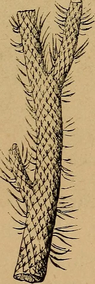 An illustration from Diamonds and precious stones, a popular account of gems .., 1874, leaf 30
