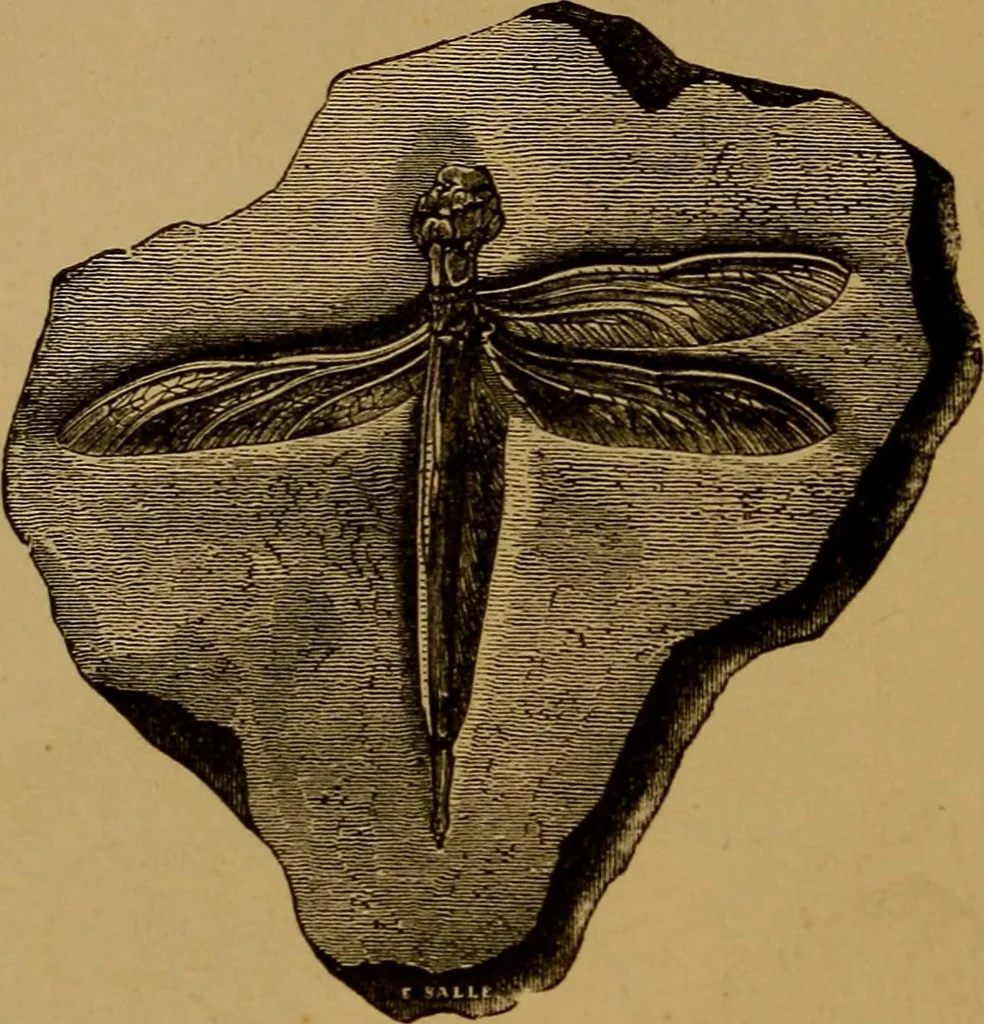 An illustration from Diamonds and precious stones, a popular account of gems .., 1874, leaf 31