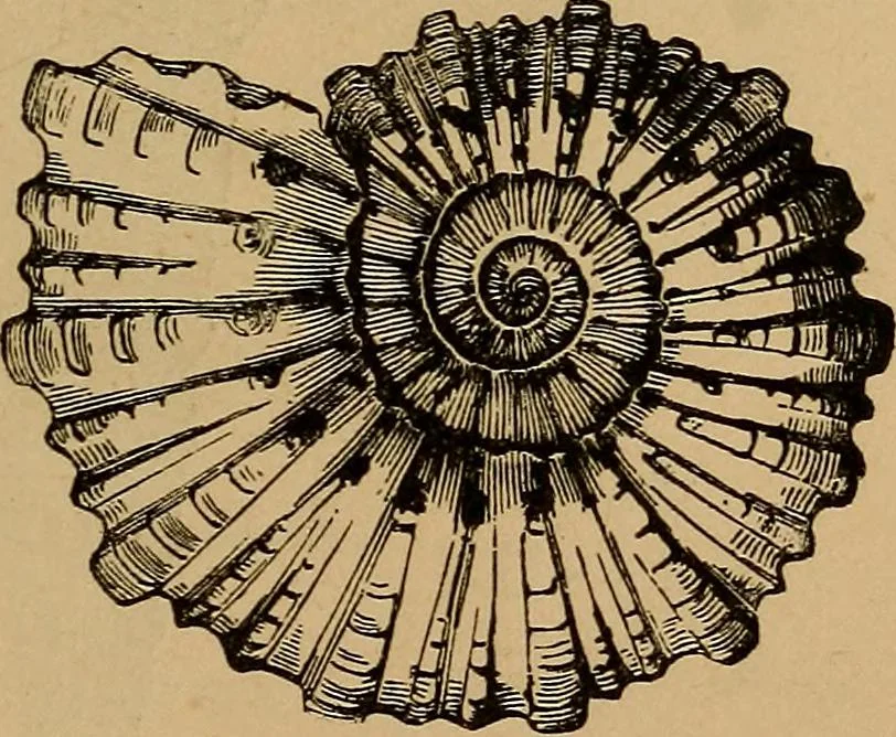An illustration from Diamonds and precious stones, a popular account of gems .., 1874, leaf 32