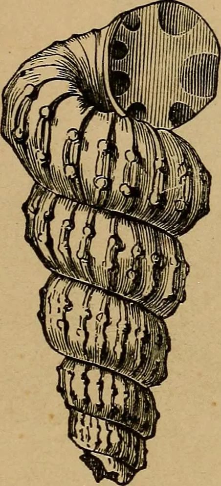 An illustration from Diamonds and precious stones, a popular account of gems .., 1874, leaf 32