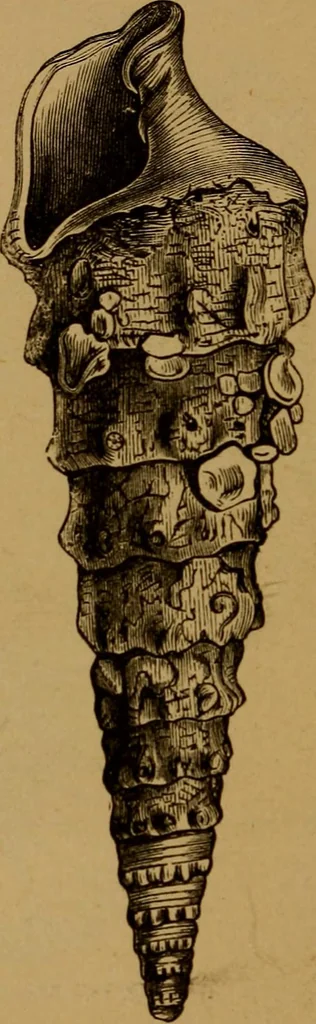 An illustration from Diamonds and precious stones, a popular account of gems .., 1874, leaf 33