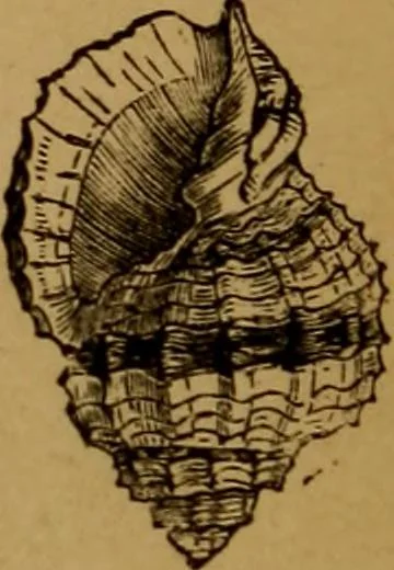 An illustration from Diamonds and precious stones, a popular account of gems .., 1874, leaf 33