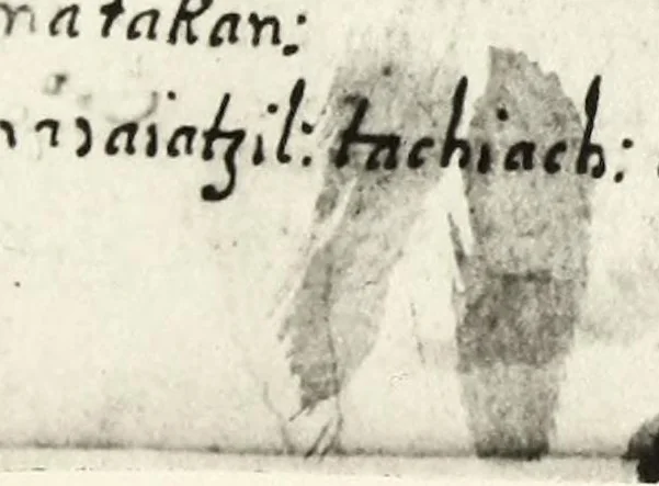 An illustration from [Diccionario de Motul, maya español], 1577, leaf 249