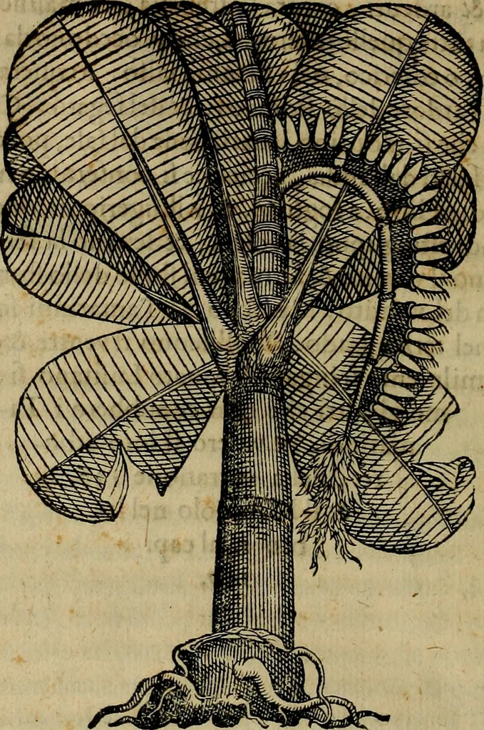 An illustration from Trattato di Christoforo Acosta africano medico & chirurgo della historia, natvra, et virtv delle droghe medicinali, & altri semplici rarissimi, che vengono portati dalle Indie Orientali in Europa : con le figure delle piante ritratte, & disegnate dal viuo poste a' luoghi proprij : nuouamente recato dalla spagnuola nella nostra lingua : con due indici, vno de' capi principali, l'altro delle cose di più momento, che si ritrouano in tutta l'opera, 1585, leaf 109