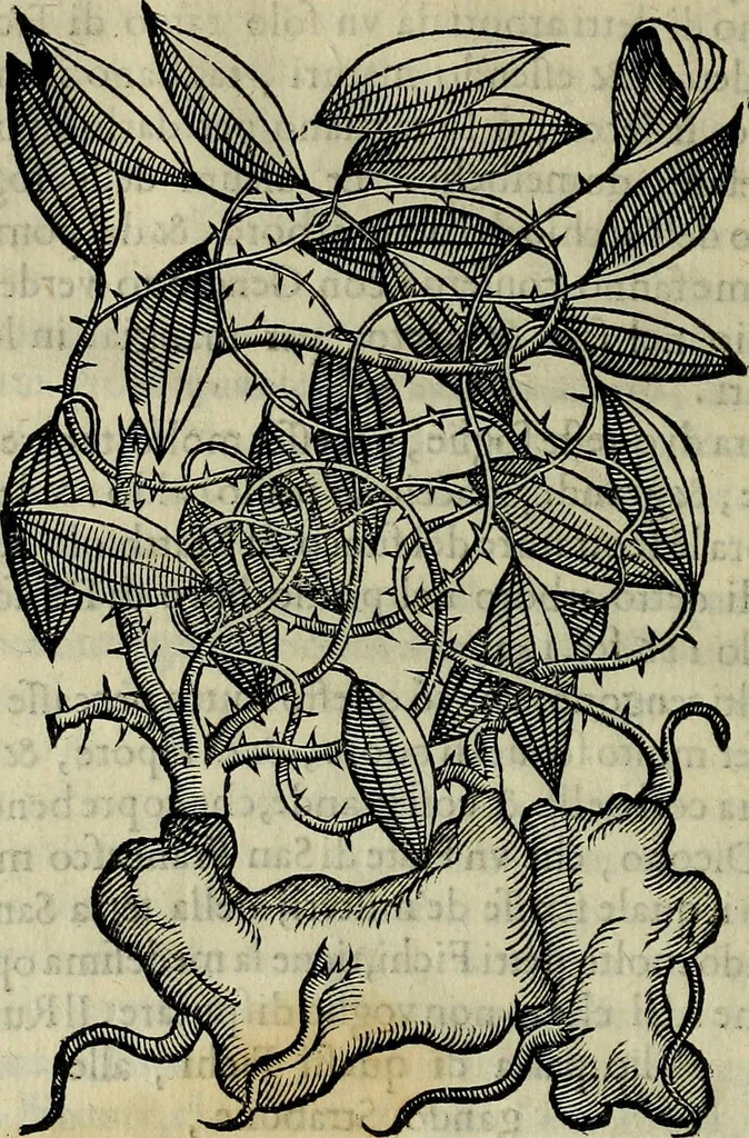 An illustration from Trattato di Christoforo Acosta africano medico & chirurgo della historia, natvra, et virtv delle droghe medicinali, & altri semplici rarissimi, che vengono portati dalle Indie Orientali in Europa : con le figure delle piante ritratte, & disegnate dal viuo poste a' luoghi proprij : nuouamente recato dalla spagnuola nella nostra lingua : con due indici, vno de' capi principali, l'altro delle cose di più momento, che si ritrouano in tutta l'opera, 1585, leaf 113
