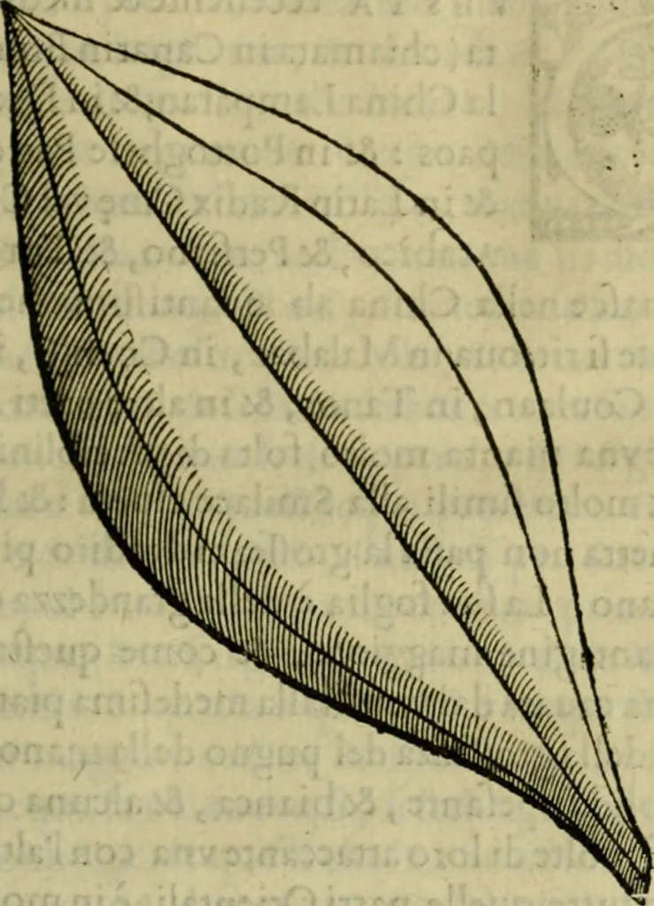 An illustration from Trattato di Christoforo Acosta africano medico & chirurgo della historia, natvra, et virtv delle droghe medicinali, & altri semplici rarissimi, che vengono portati dalle Indie Orientali in Europa : con le figure delle piante ritratte, & disegnate dal viuo poste a' luoghi proprij : nuouamente recato dalla spagnuola nella nostra lingua : con due indici, vno de' capi principali, l'altro delle cose di più momento, che si ritrouano in tutta l'opera, 1585, leaf 114