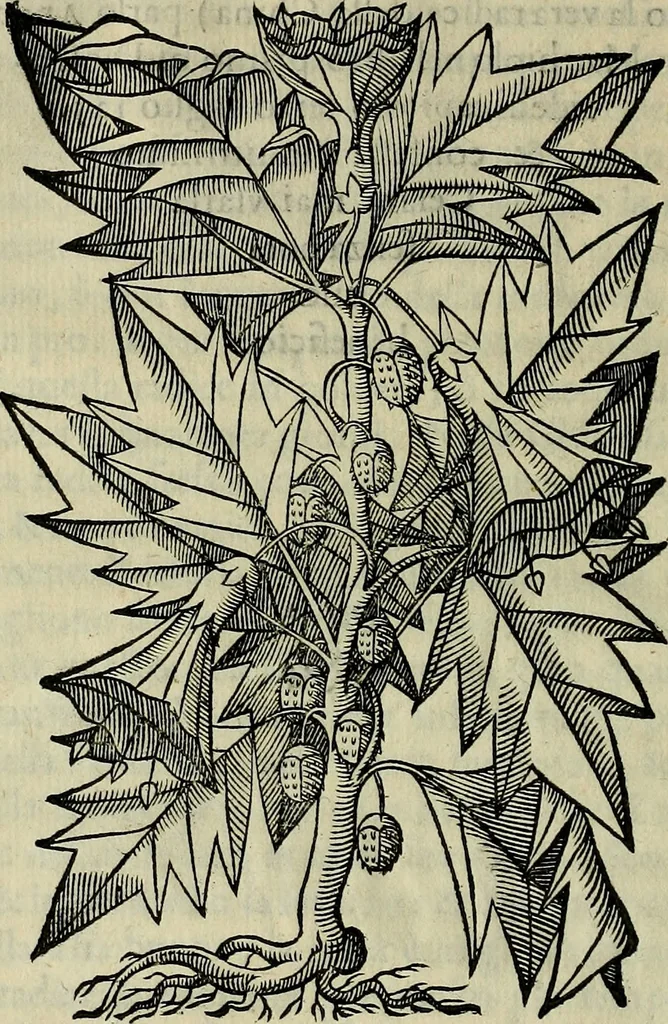 An illustration from Trattato di Christoforo Acosta africano medico & chirurgo della historia, natvra, et virtv delle droghe medicinali, & altri semplici rarissimi, che vengono portati dalle Indie Orientali in Europa : con le figure delle piante ritratte, & disegnate dal viuo poste a' luoghi proprij : nuouamente recato dalla spagnuola nella nostra lingua : con due indici, vno de' capi principali, l'altro delle cose di più momento, che si ritrouano in tutta l'opera, 1585, leaf 119