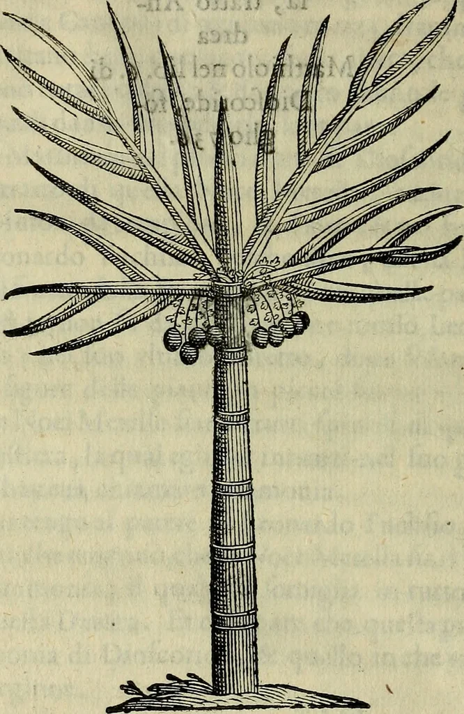 An illustration from Trattato di Christoforo Acosta africano medico & chirurgo della historia, natvra, et virtv delle droghe medicinali, & altri semplici rarissimi, che vengono portati dalle Indie Orientali in Europa : con le figure delle piante ritratte, & disegnate dal viuo poste a' luoghi proprij : nuouamente recato dalla spagnuola nella nostra lingua : con due indici, vno de' capi principali, l'altro delle cose di più momento, che si ritrouano in tutta l'opera, 1585, leaf 125