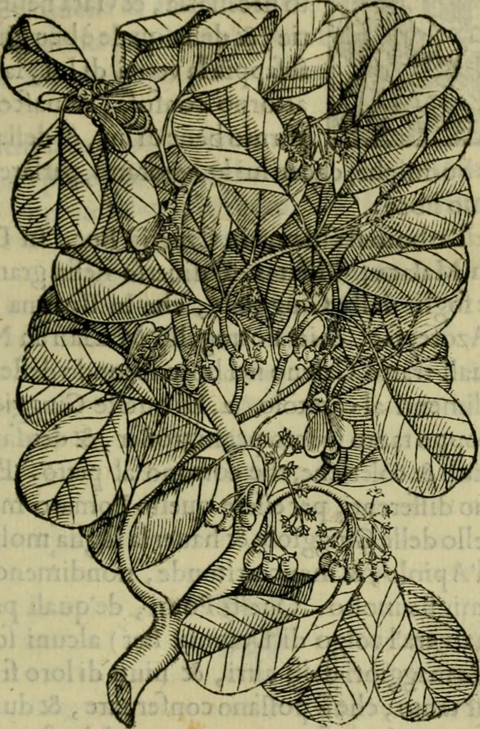 An illustration from Trattato di Christoforo Acosta africano medico & chirurgo della historia, natvra, et virtv delle droghe medicinali, & altri semplici rarissimi, che vengono portati dalle Indie Orientali in Europa : con le figure delle piante ritratte, & disegnate dal viuo poste a' luoghi proprij : nuouamente recato dalla spagnuola nella nostra lingua : con due indici, vno de' capi principali, l'altro delle cose di più momento, che si ritrouano in tutta l'opera, 1585, leaf 138