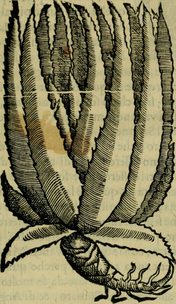 An illustration from Trattato di Christoforo Acosta africano medico & chirurgo della historia, natvra, et virtv delle droghe medicinali, & altri semplici rarissimi, che vengono portati dalle Indie Orientali in Europa : con le figure delle piante ritratte, & disegnate dal viuo poste a' luoghi proprij : nuouamente recato dalla spagnuola nella nostra lingua : con due indici, vno de' capi principali, l'altro delle cose di più momento, che si ritrouano in tutta l'opera, 1585, leaf 212
