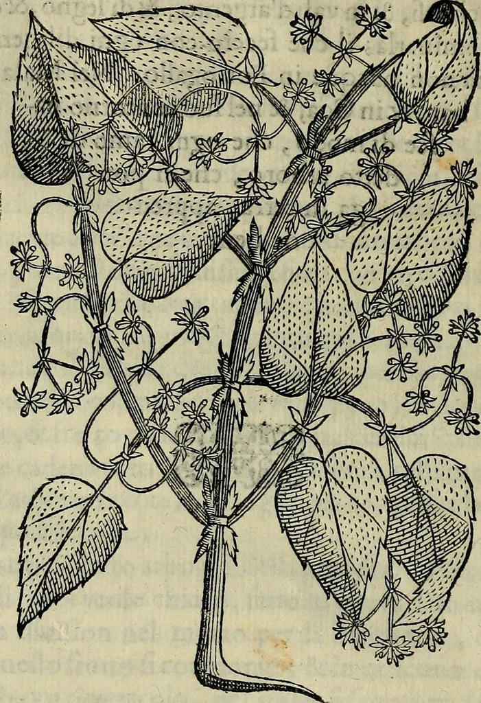 An illustration from Trattato di Christoforo Acosta africano medico & chirurgo della historia, natvra, et virtv delle droghe medicinali, & altri semplici rarissimi, che vengono portati dalle Indie Orientali in Europa : con le figure delle piante ritratte, & disegnate dal viuo poste a' luoghi proprij : nuouamente recato dalla spagnuola nella nostra lingua : con due indici, vno de' capi principali, l'altro delle cose di più momento, che si ritrouano in tutta l'opera, 1585, leaf 221