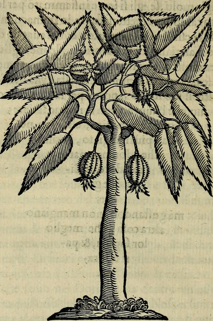 An illustration from Trattato di Christoforo Acosta africano medico & chirurgo della historia, natvra, et virtv delle droghe medicinali, & altri semplici rarissimi, che vengono portati dalle Indie Orientali in Europa : con le figure delle piante ritratte, & disegnate dal viuo poste a' luoghi proprij : nuouamente recato dalla spagnuola nella nostra lingua : con due indici, vno de' capi principali, l'altro delle cose di più momento, che si ritrouano in tutta l'opera, 1585, leaf 227