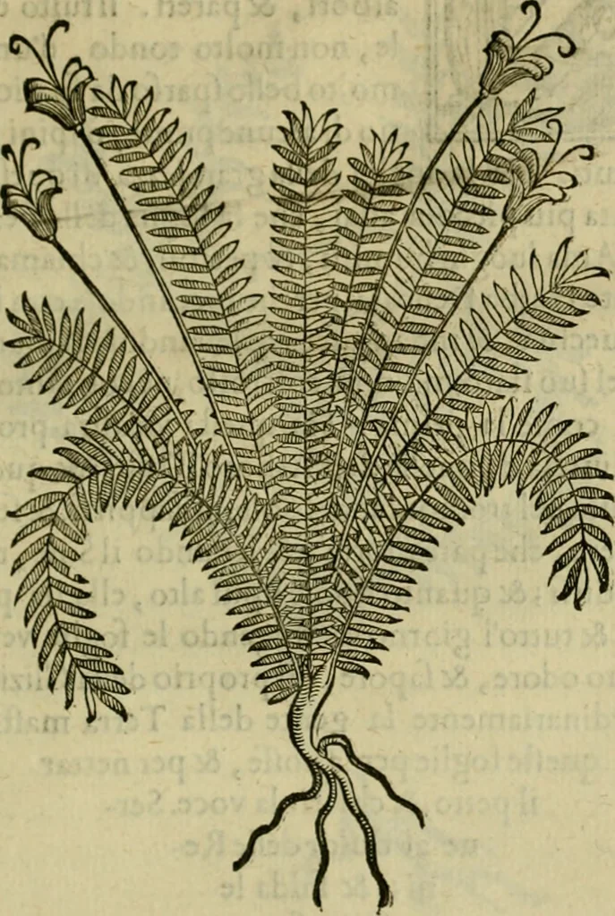 An illustration from Trattato di Christoforo Acosta africano medico & chirurgo della historia, natvra, et virtv delle droghe medicinali, & altri semplici rarissimi, che vengono portati dalle Indie Orientali in Europa : con le figure delle piante ritratte, & disegnate dal viuo poste a' luoghi proprij : nuouamente recato dalla spagnuola nella nostra lingua : con due indici, vno de' capi principali, l'altro delle cose di più momento, che si ritrouano in tutta l'opera, 1585, leaf 234