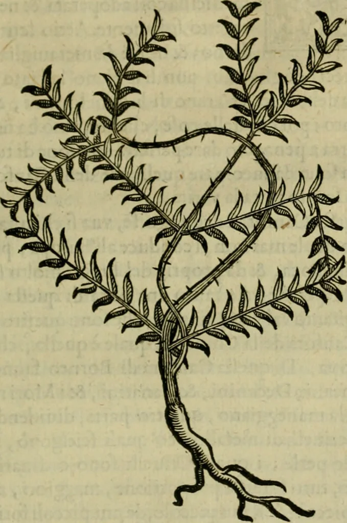 An illustration from Trattato di Christoforo Acosta africano medico & chirurgo della historia, natvra, et virtv delle droghe medicinali, & altri semplici rarissimi, che vengono portati dalle Indie Orientali in Europa : con le figure delle piante ritratte, & disegnate dal viuo poste a' luoghi proprij : nuouamente recato dalla spagnuola nella nostra lingua : con due indici, vno de' capi principali, l'altro delle cose di più momento, che si ritrouano in tutta l'opera, 1585, leaf 236