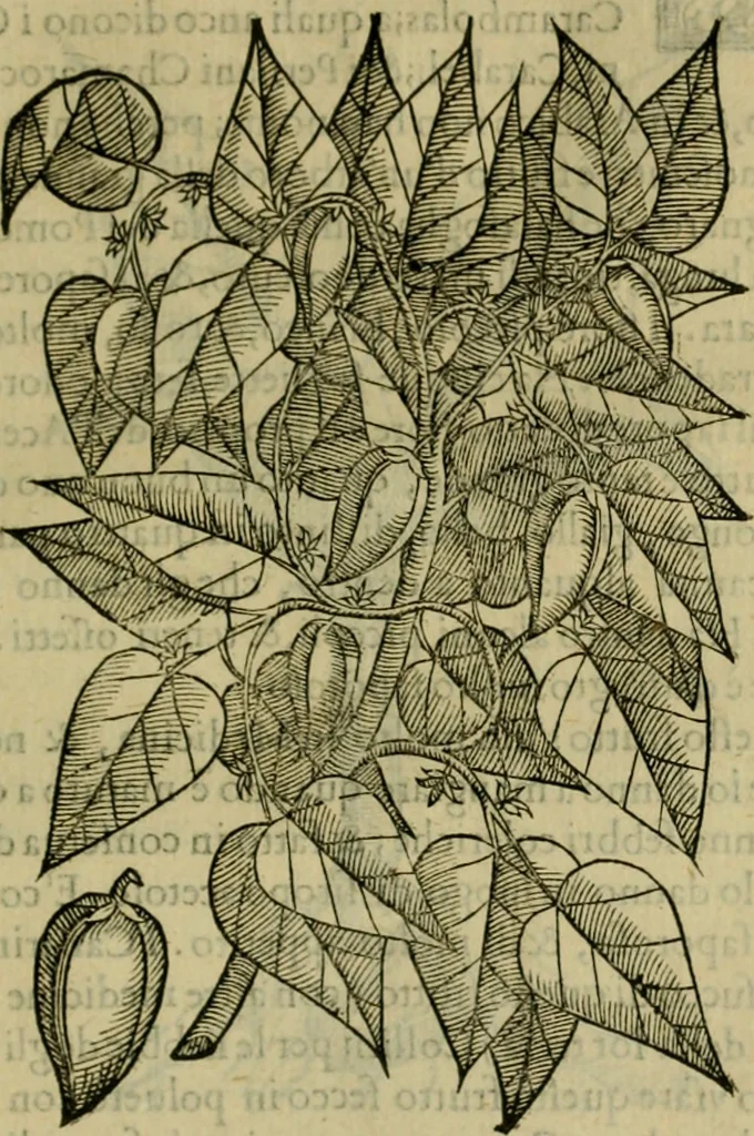 An illustration from Trattato di Christoforo Acosta africano medico & chirurgo della historia, natvra, et virtv delle droghe medicinali, & altri semplici rarissimi, che vengono portati dalle Indie Orientali in Europa : con le figure delle piante ritratte, & disegnate dal viuo poste a' luoghi proprij : nuouamente recato dalla spagnuola nella nostra lingua : con due indici, vno de' capi principali, l'altro delle cose di più momento, che si ritrouano in tutta l'opera, 1585, leaf 244