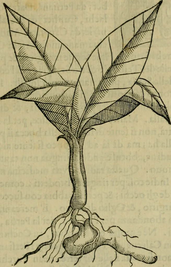 An illustration from Trattato di Christoforo Acosta africano medico & chirurgo della historia, natvra, et virtv delle droghe medicinali, & altri semplici rarissimi, che vengono portati dalle Indie Orientali in Europa : con le figure delle piante ritratte, & disegnate dal viuo poste a' luoghi proprij : nuouamente recato dalla spagnuola nella nostra lingua : con due indici, vno de' capi principali, l'altro delle cose di più momento, che si ritrouano in tutta l'opera, 1585, leaf 246