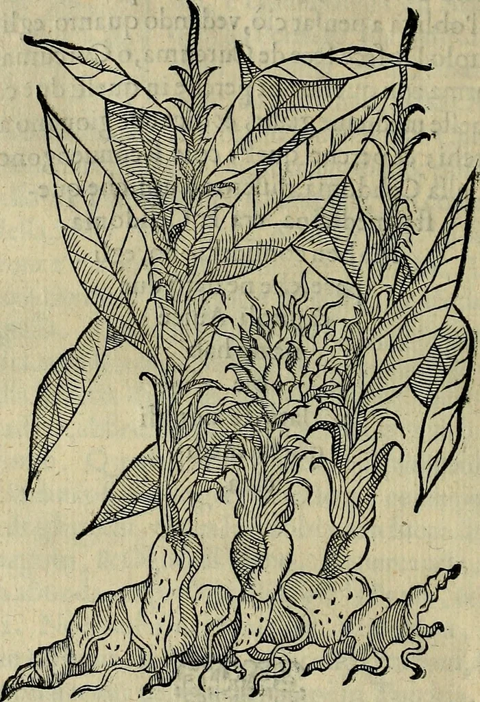 An illustration from Trattato di Christoforo Acosta africano medico & chirurgo della historia, natvra, et virtv delle droghe medicinali, & altri semplici rarissimi, che vengono portati dalle Indie Orientali in Europa : con le figure delle piante ritratte, & disegnate dal viuo poste a' luoghi proprij : nuouamente recato dalla spagnuola nella nostra lingua : con due indici, vno de' capi principali, l'altro delle cose di più momento, che si ritrouano in tutta l'opera, 1585, leaf 249