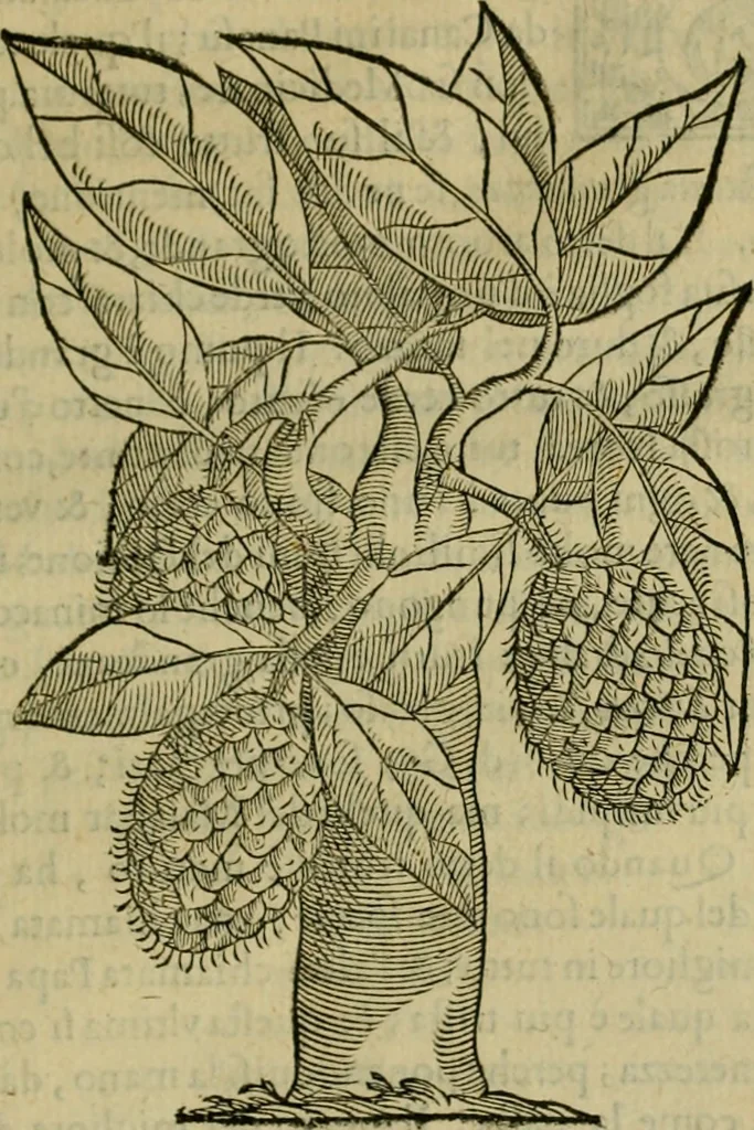 An illustration from Trattato di Christoforo Acosta africano medico & chirurgo della historia, natvra, et virtv delle droghe medicinali, & altri semplici rarissimi, che vengono portati dalle Indie Orientali in Europa : con le figure delle piante ritratte, & disegnate dal viuo poste a' luoghi proprij : nuouamente recato dalla spagnuola nella nostra lingua : con due indici, vno de' capi principali, l'altro delle cose di più momento, che si ritrouano in tutta l'opera, 1585, leaf 252