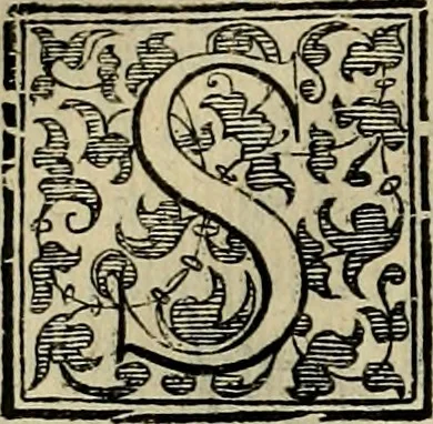 An illustration from Trattato di Christoforo Acosta africano medico & chirurgo della historia, natvra, et virtv delle droghe medicinali, & altri semplici rarissimi, che vengono portati dalle Indie Orientali in Europa : con le figure delle piante ritratte, & disegnate dal viuo poste a' luoghi proprij : nuouamente recato dalla spagnuola nella nostra lingua : con due indici, vno de' capi principali, l'altro delle cose di più momento, che si ritrouano in tutta l'opera, 1585, leaf 253