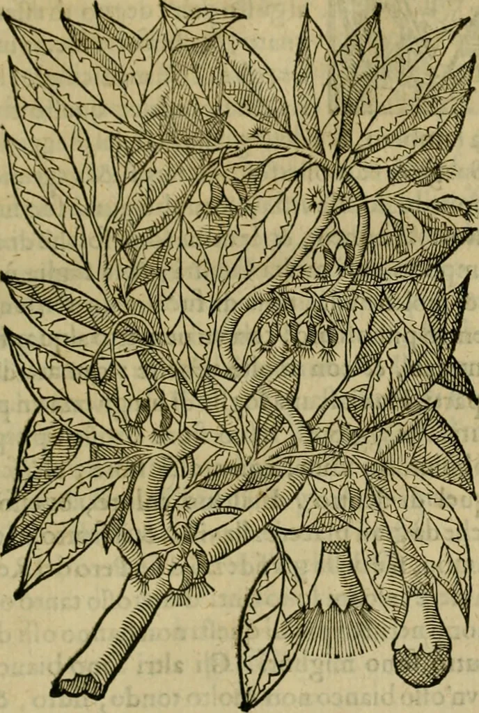 An illustration from Trattato di Christoforo Acosta africano medico & chirurgo della historia, natvra, et virtv delle droghe medicinali, & altri semplici rarissimi, che vengono portati dalle Indie Orientali in Europa : con le figure delle piante ritratte, & disegnate dal viuo poste a' luoghi proprij : nuouamente recato dalla spagnuola nella nostra lingua : con due indici, vno de' capi principali, l'altro delle cose di più momento, che si ritrouano in tutta l'opera, 1585, leaf 256