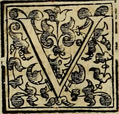 An illustration from Trattato di Christoforo Acosta africano medico & chirurgo della historia, natvra, et virtv delle droghe medicinali, & altri semplici rarissimi, che vengono portati dalle Indie Orientali in Europa : con le figure delle piante ritratte, & disegnate dal viuo poste a' luoghi proprij : nuouamente recato dalla spagnuola nella nostra lingua : con due indici, vno de' capi principali, l'altro delle cose di più momento, che si ritrouano in tutta l'opera, 1585, leaf 259