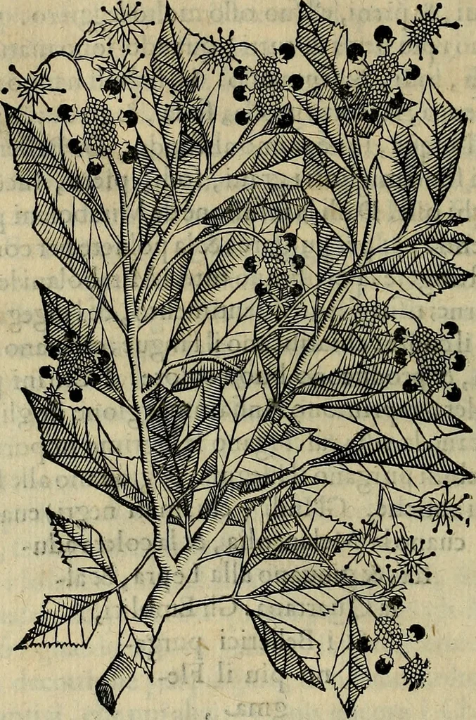 An illustration from Trattato di Christoforo Acosta africano medico & chirurgo della historia, natvra, et virtv delle droghe medicinali, & altri semplici rarissimi, che vengono portati dalle Indie Orientali in Europa : con le figure delle piante ritratte, & disegnate dal viuo poste a' luoghi proprij : nuouamente recato dalla spagnuola nella nostra lingua : con due indici, vno de' capi principali, l'altro delle cose di più momento, che si ritrouano in tutta l'opera, 1585, leaf 263