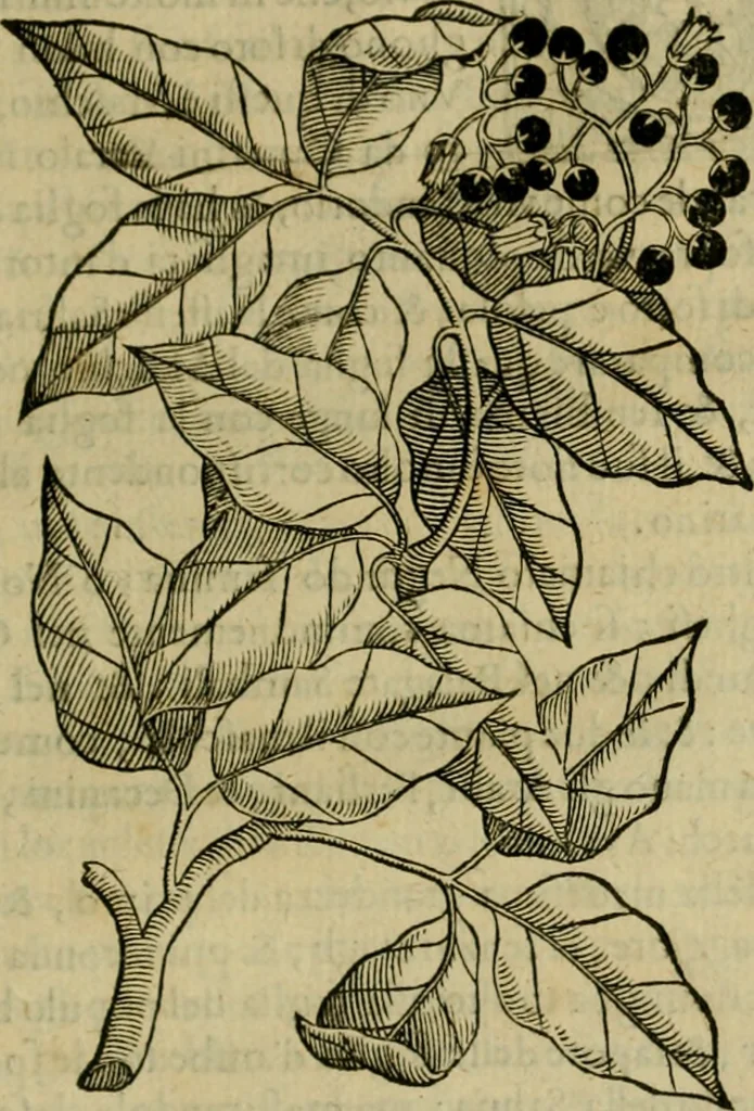 An illustration from Trattato di Christoforo Acosta africano medico & chirurgo della historia, natvra, et virtv delle droghe medicinali, & altri semplici rarissimi, che vengono portati dalle Indie Orientali in Europa : con le figure delle piante ritratte, & disegnate dal viuo poste a' luoghi proprij : nuouamente recato dalla spagnuola nella nostra lingua : con due indici, vno de' capi principali, l'altro delle cose di più momento, che si ritrouano in tutta l'opera, 1585, leaf 264
