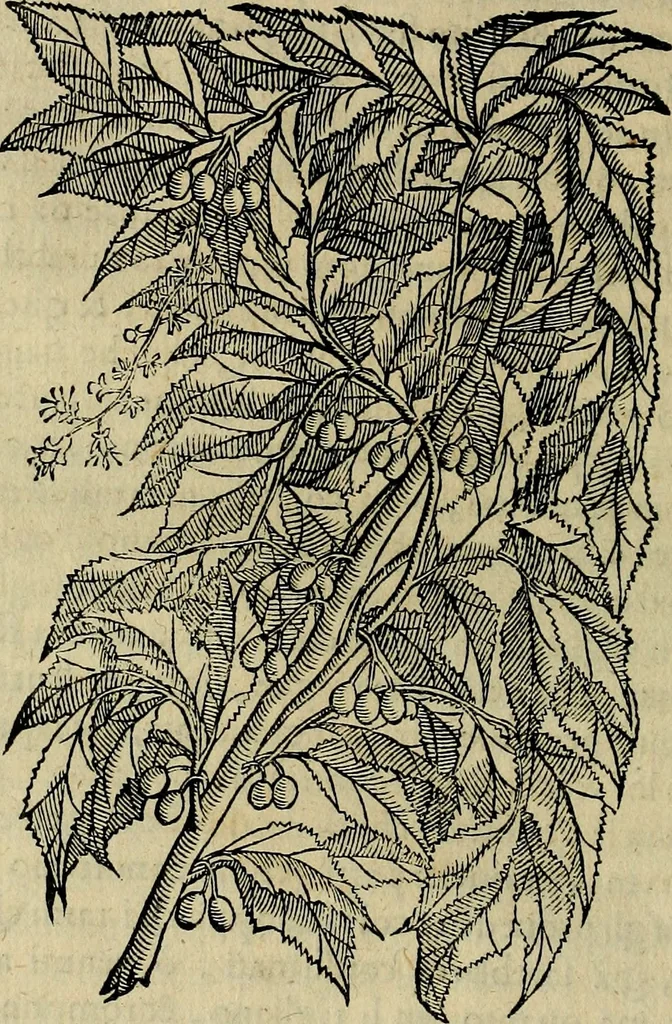 An illustration from Trattato di Christoforo Acosta africano medico & chirurgo della historia, natvra, et virtv delle droghe medicinali, & altri semplici rarissimi, che vengono portati dalle Indie Orientali in Europa : con le figure delle piante ritratte, & disegnate dal viuo poste a' luoghi proprij : nuouamente recato dalla spagnuola nella nostra lingua : con due indici, vno de' capi principali, l'altro delle cose di più momento, che si ritrouano in tutta l'opera, 1585, leaf 267