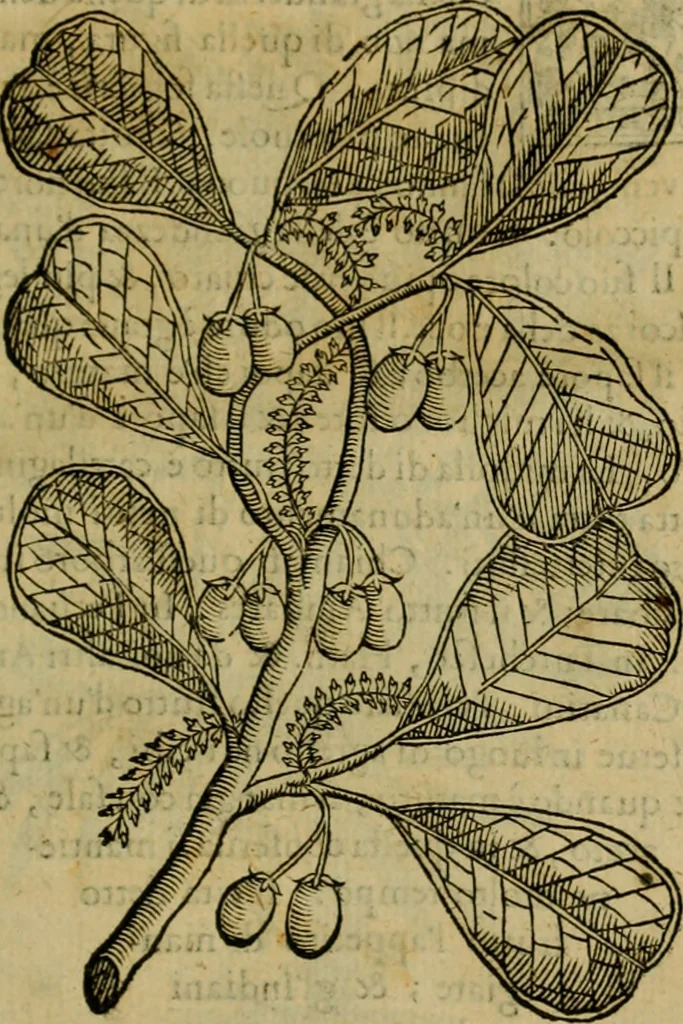 An illustration from Trattato di Christoforo Acosta africano medico & chirurgo della historia, natvra, et virtv delle droghe medicinali, & altri semplici rarissimi, che vengono portati dalle Indie Orientali in Europa : con le figure delle piante ritratte, & disegnate dal viuo poste a' luoghi proprij : nuouamente recato dalla spagnuola nella nostra lingua : con due indici, vno de' capi principali, l'altro delle cose di più momento, che si ritrouano in tutta l'opera, 1585, leaf 274